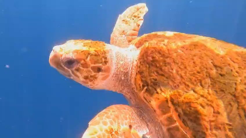Tortuga boba (Caretta caretta) en las aguas del suroeste de Tenerife